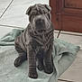 animal, brown_dog, calm, canine, companion, cute, dog, door, floor, indoor, pet, puppy, shar_pei, sitting, soft, tile, towel, wood, wrinkles, young_dog