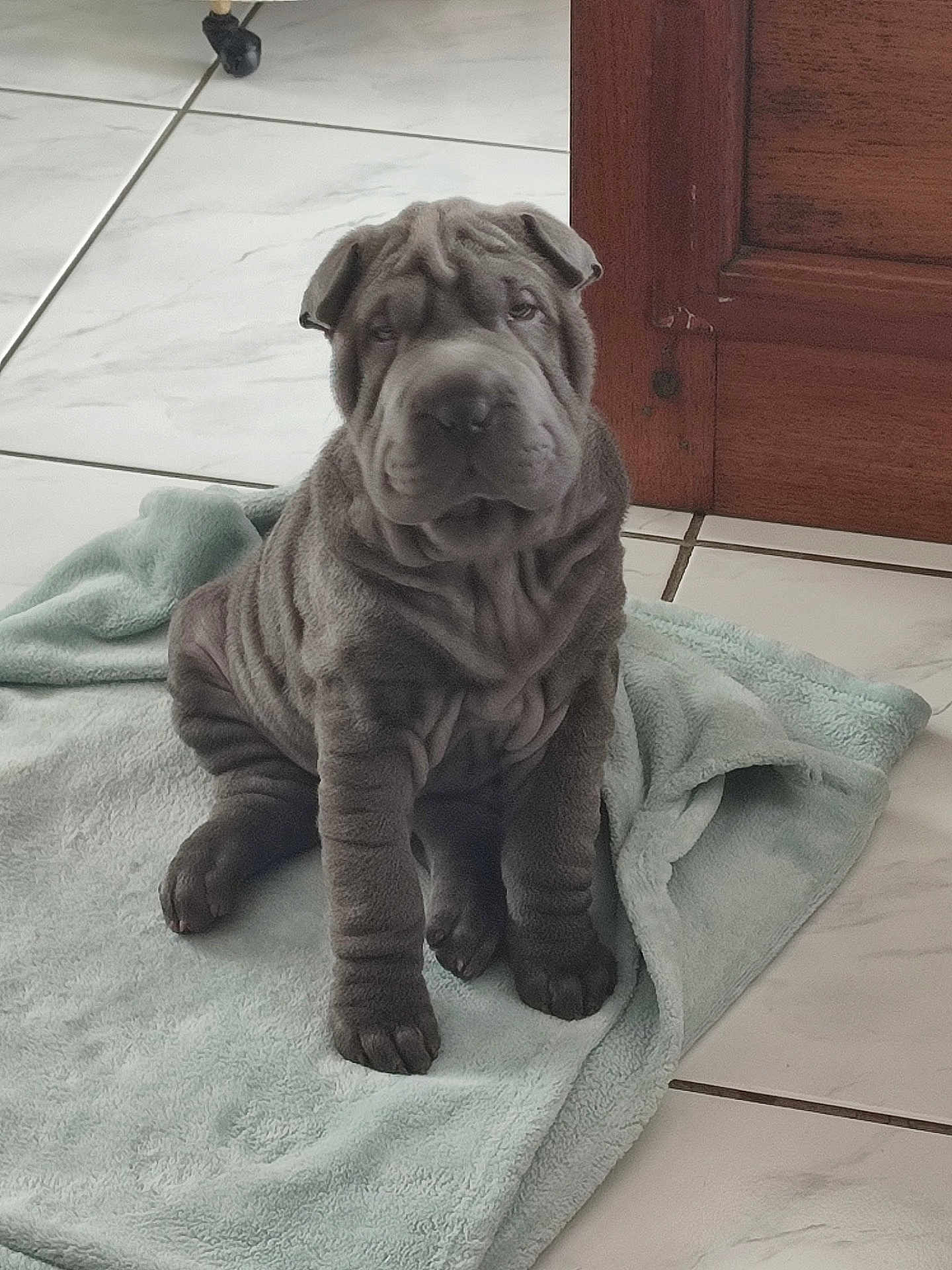 Aya participe au concours pour gagner de l'argent avec cette photo : animal, brown_dog, calm, canine, companion, cute, dog, door, floor, indoor, pet, puppy, shar_pei, sitting, soft, tile, towel, wood, wrinkles, young_dog