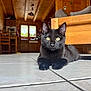 Alto participe au concours pour gagner de l'argent avec cette photo : black_cat, cat, indoor, wooden_cabin, tile_floor, yellow_eyes, pet, animal, feline, resting, close_up, wooden_furniture, cozy, home_interior, natural_light, focus, background_blur, ears, whiskers, tail