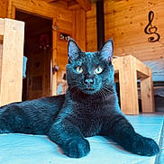 Alto a rejoint le concours — aidez-le/la à gagner de superbes lots ! black_cat, cat, indoor, wooden_cabin, floor, furniture, table, chair, tile_floor, pet, animal, eyes, whiskers, ears, relaxed, domestic_cat, house, cozy, decoration, musical_note