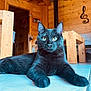 black_cat, cat, indoor, wooden_cabin, floor, furniture, table, chair, tile_floor, pet, animal, eyes, whiskers, ears, relaxed, domestic_cat, house, cozy, decoration, musical_note