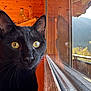 Alto participe au concours pour gagner de l'argent avec cette photo : black_cat, cat, close_up, window, reflection, wooden_interior, yellow_eyes, pet, indoor, sunlight, nature, outdoor_view, animal, feline, portrait, domestic_cat, wood, calm, looking_out, animal_portrait