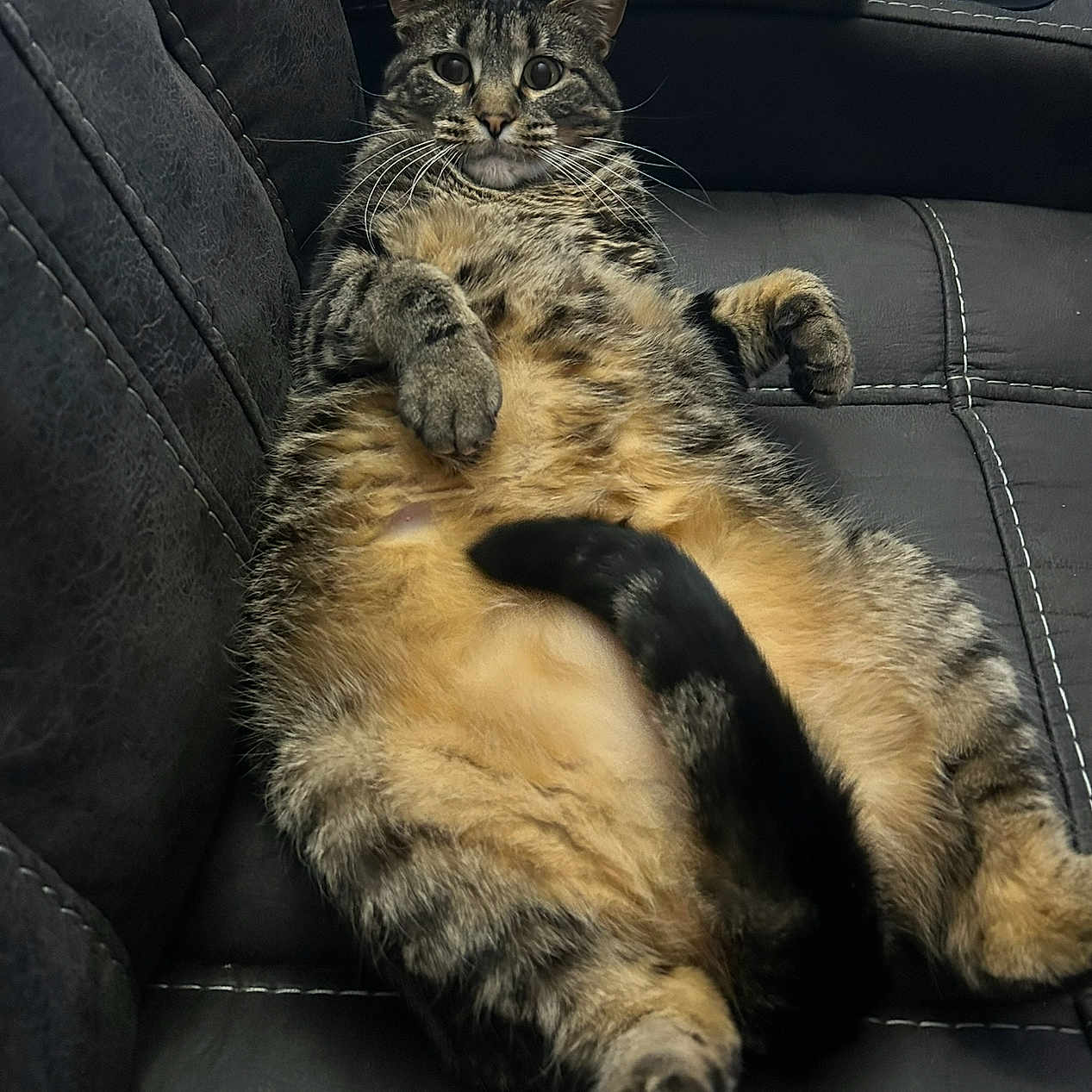 Harley joined the competition — help win amazing prizes! animal, cat, chubby, closeup, couch, cute, feline, fur, home, indoor, leather, paws, pet, relaxing, resting, sitting, tabby, tail, whiskers, wide_eyes