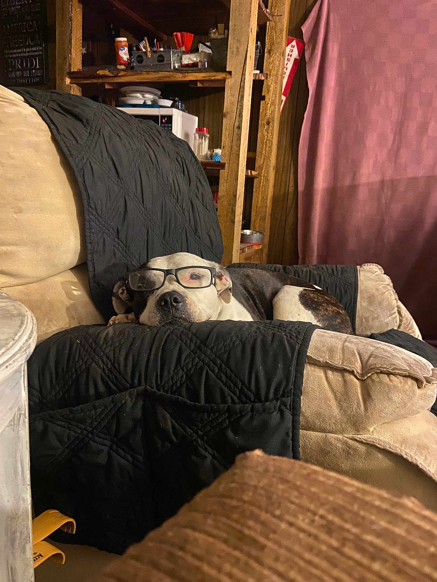 Bella is registered to the contest to win money with this photo: dog, glasses, couch, quilt, indoor, pet, resting, beige, black, wooden_shelves, curtain, shelf_items, relaxed, animal, glasses_on_dog, furniture, home, cozy, brown, cute
