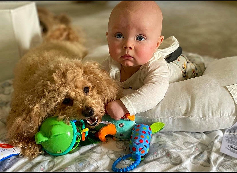 Ryan is registered to the contest to win money with this photo: baby, baby_toddler_clothing, carnivore, child, comfort, companion_dog, dog, dog_breed, fun, fur, green, happy, person, play, sitting, stuffed_toy, surprise, tennis_ball, toddler, toy