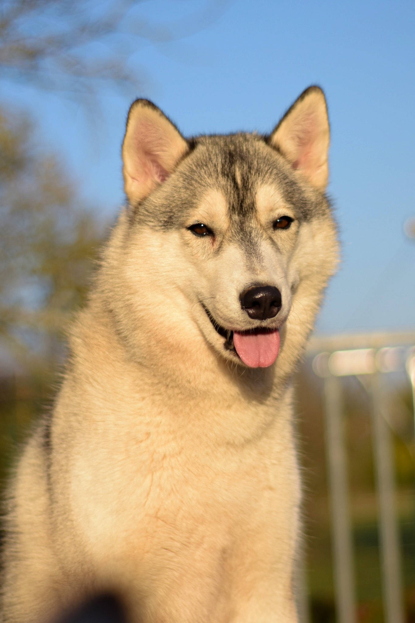 Piper participe au concours pour gagner de l'argent avec cette photo : alaskan_malamute, canadian_eskimo_dog, canidae, canis, carnivore, czechoslovakian_wolfdog, dog, dog_breed, east_siberian_laika, greenland_dog, mammal, native_american_indian_dog, northern_inuit_dog, saarloos_wolfdog, sakhalin_husky, siberian_husky, tamaskan_dog, vertebrate, west_siberian_laika, wolfdog