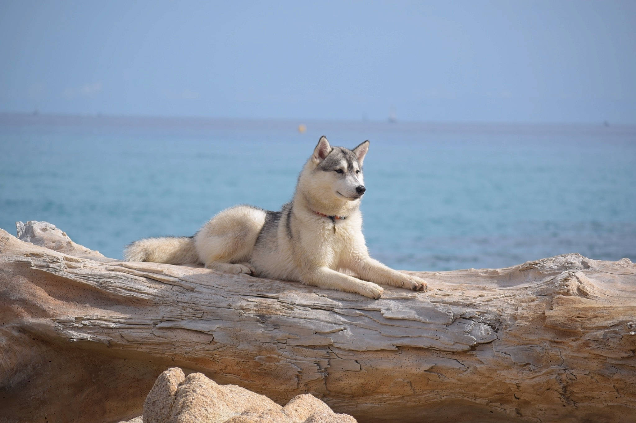 Piper participe au concours pour gagner de l'argent avec cette photo : canidae, carnivore, dog, fawn, northern_inuit_dog, wolfdog