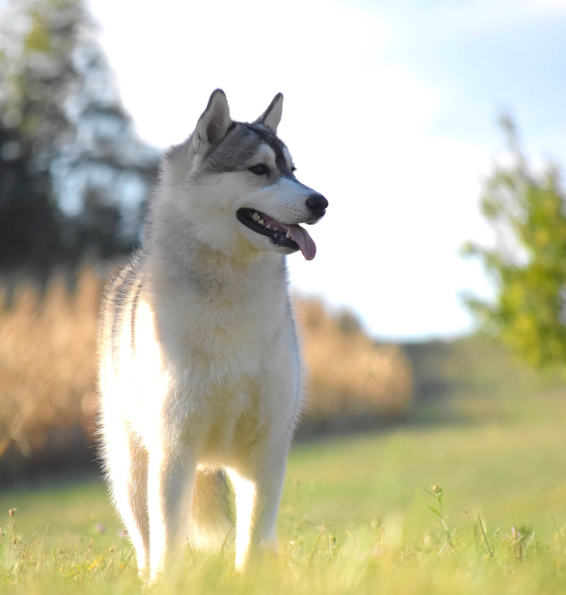 Piper participe au concours pour gagner de l'argent avec cette photo : alaskan_malamute, canaan_dog, canadian_eskimo_dog, canidae, carnivore, dog, dog_breed, east_siberian_laika, greenland_dog, mammal, native_american_indian_dog, northern_inuit_dog, norwegian_buhund, saarloos_wolfdog, sakhalin_husky, siberian_husky, tamaskan_dog, vertebrate, west_siberian_laika, wolfdog