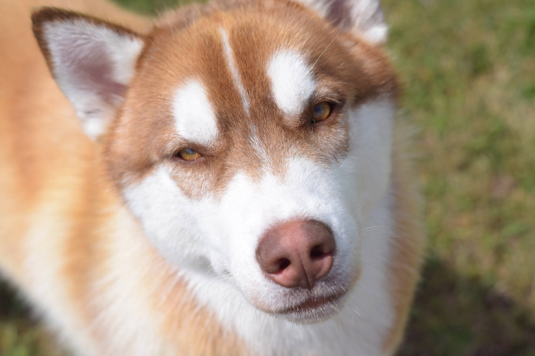 Peps a rejoint le concours — aidez-le/la à gagner de superbes lots ! ancient_dog_breeds, canadian_eskimo_dog, canidae, carnivore, dog, dog_breed, east_siberian_laika, greenland_dog, mammal, native_american_indian_dog, nose, saarloos_wolfdog, sakhalin_husky, seppala_siberian_sleddog, siberian_husky, sled_dog, snout, tamaskan_dog, vertebrate, wolfdog