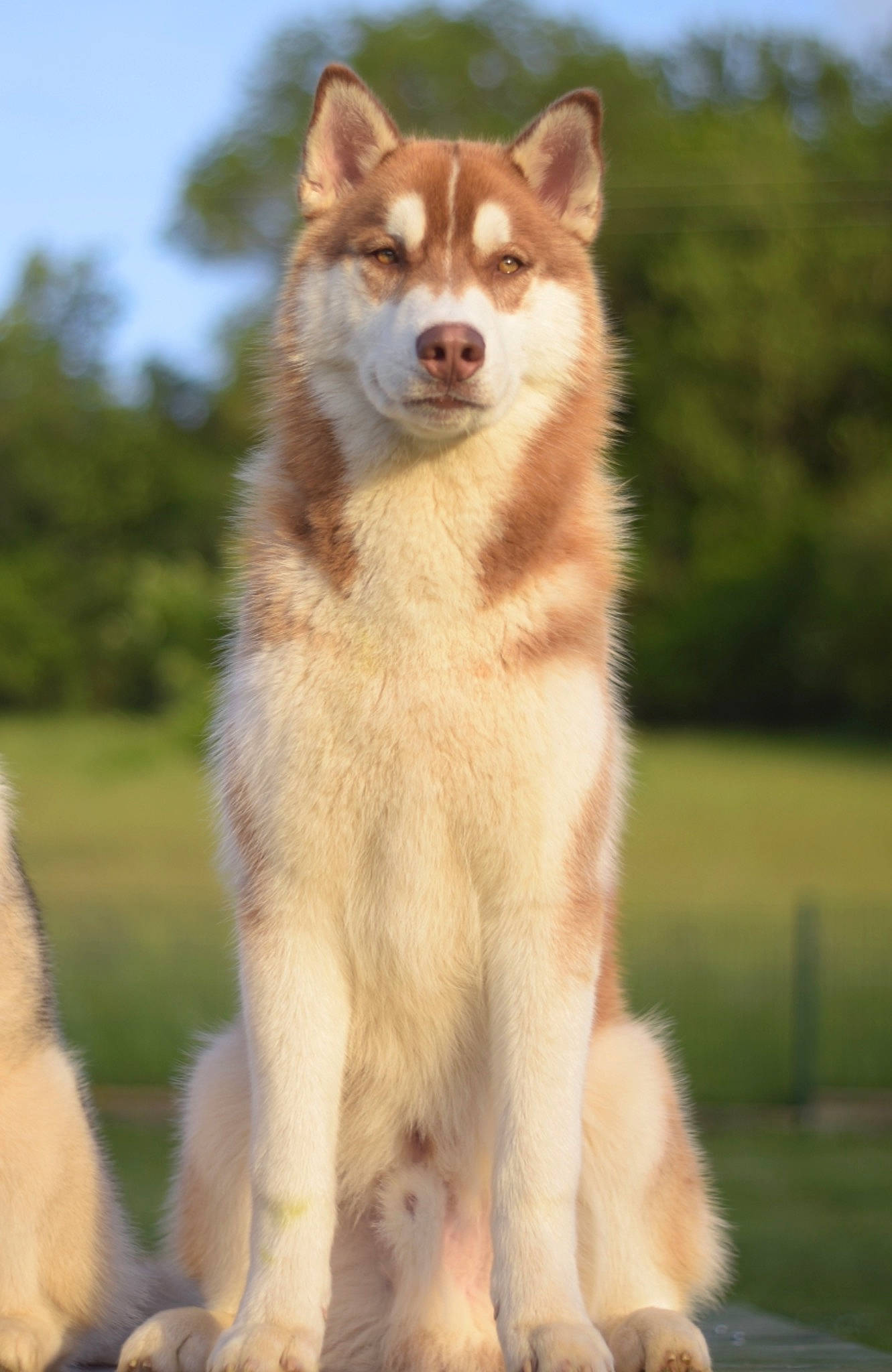 Peps participe au concours pour gagner de l'argent avec cette photo : alaskan_malamute, ancient_dog_breeds, canadian_eskimo_dog, canidae, carnivore, dog, dog_breed, greenland_dog, icelandic_sheepdog, mammal, native_american_indian_dog, saarloos_wolfdog, sakhalin_husky, siberian_husky, sled_dog, snout, tamaskan_dog, utonagan, vertebrate, wolfdog