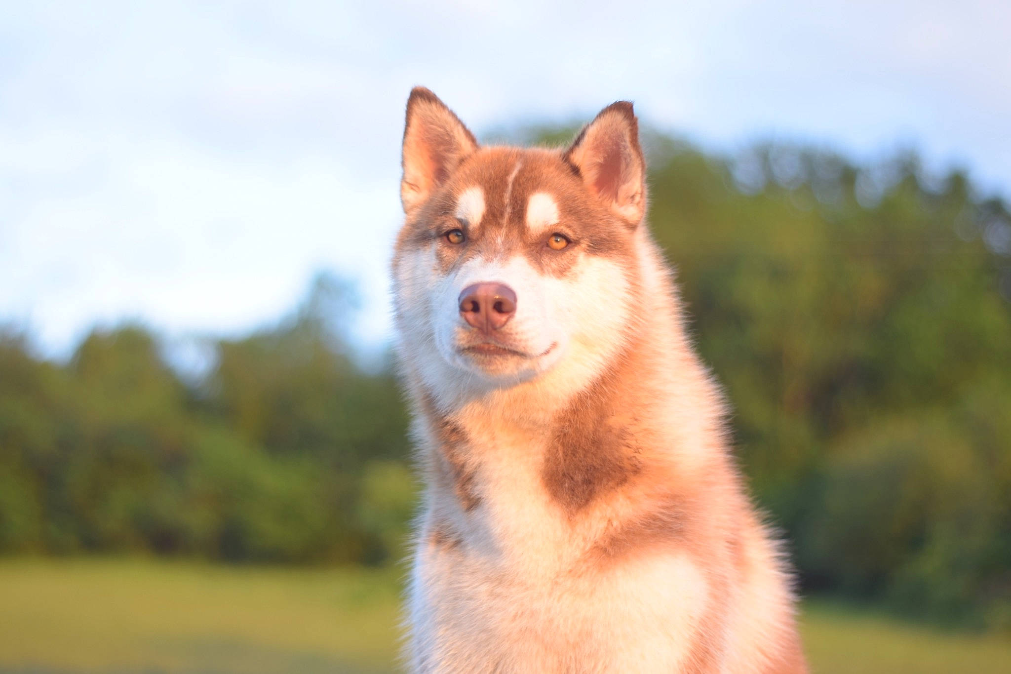 Peps a rejoint le concours — aidez-le/la à gagner de superbes lots ! ancient_dog_breeds, canaan_dog, canadian_eskimo_dog, canidae, canis, carnivore, dog, dog_breed, east_siberian_laika, greenland_dog, mammal, saarloos_wolfdog, sakhalin_husky, shikoku, siberian_husky, sled_dog, spitz, tamaskan_dog, vertebrate, wolfdog