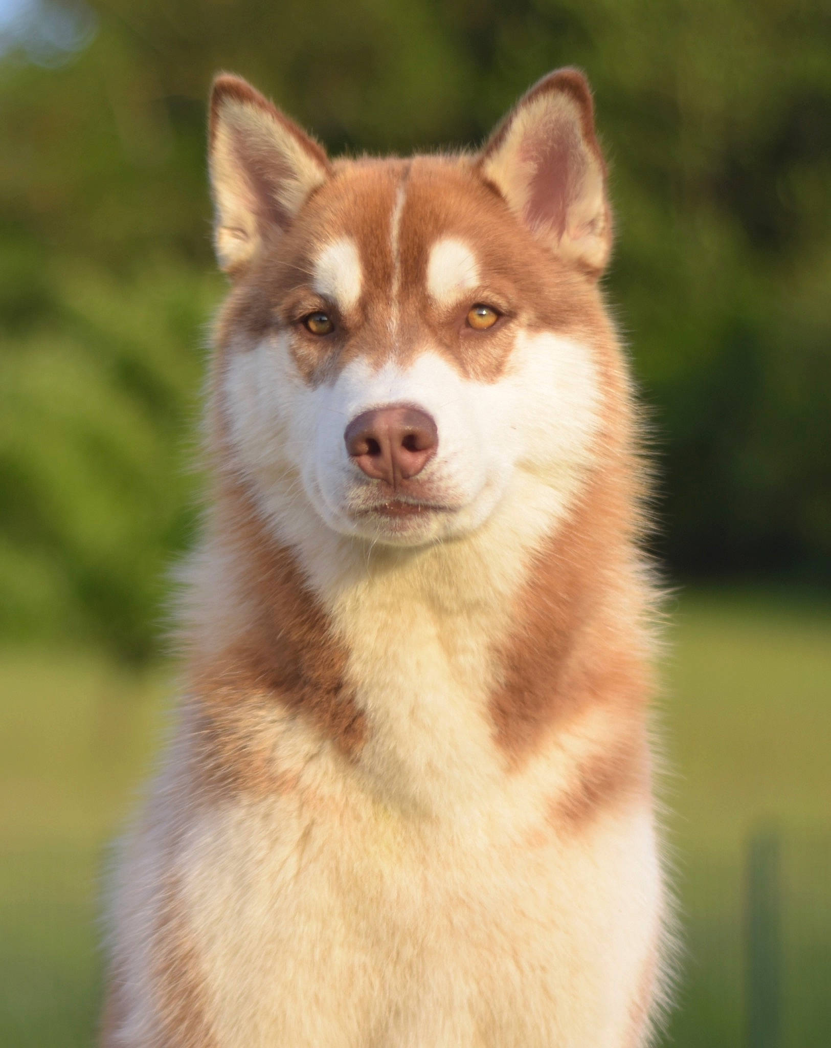 Peps participe au concours pour gagner de l'argent avec cette photo : alaskan_malamute, ancient_dog_breeds, canadian_eskimo_dog, canidae, carnivore, dog, dog_breed, east_siberian_laika, greenland_dog, mammal, native_american_indian_dog, saarloos_wolfdog, sakhalin_husky, shikoku, siberian_husky, sled_dog, snout, tamaskan_dog, vertebrate, wolfdog