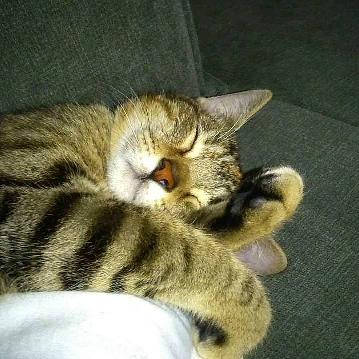 Liloo participe au concours pour gagner de l'argent avec cette photo : carnivore, cat, claw, comfort, domestic_short_haired_cat, fawn, felidae, foot, fur, grey, human_leg, metal, nap, paw, small_to_medium_sized_cats, snout, tail, terrestrial_animal, whiskers, wood