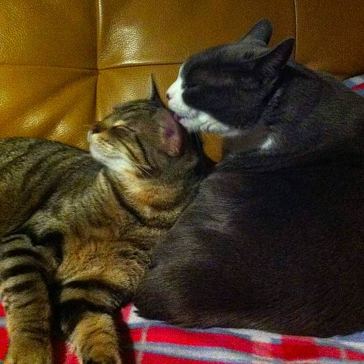 Calin participe au concours pour gagner de l'argent avec cette photo : black_cat, box, carnivore, carton, cat, claw, comfort, companion_dog, dog_breed, domestic_short_haired_cat, felidae, fur, linens, nap, paw, sleep, small_to_medium_sized_cats, snout, tail, whiskers