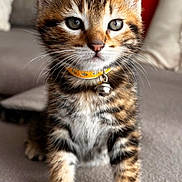 Lilo a rejoint le concours — aidez-le/la à gagner de superbes lots ! kitten, cat, tabby, pet, animal, collar, bell, feline, cute, young, indoor, carpet, whiskers, ears, fur, sitting, curious, closeup, domestic, house