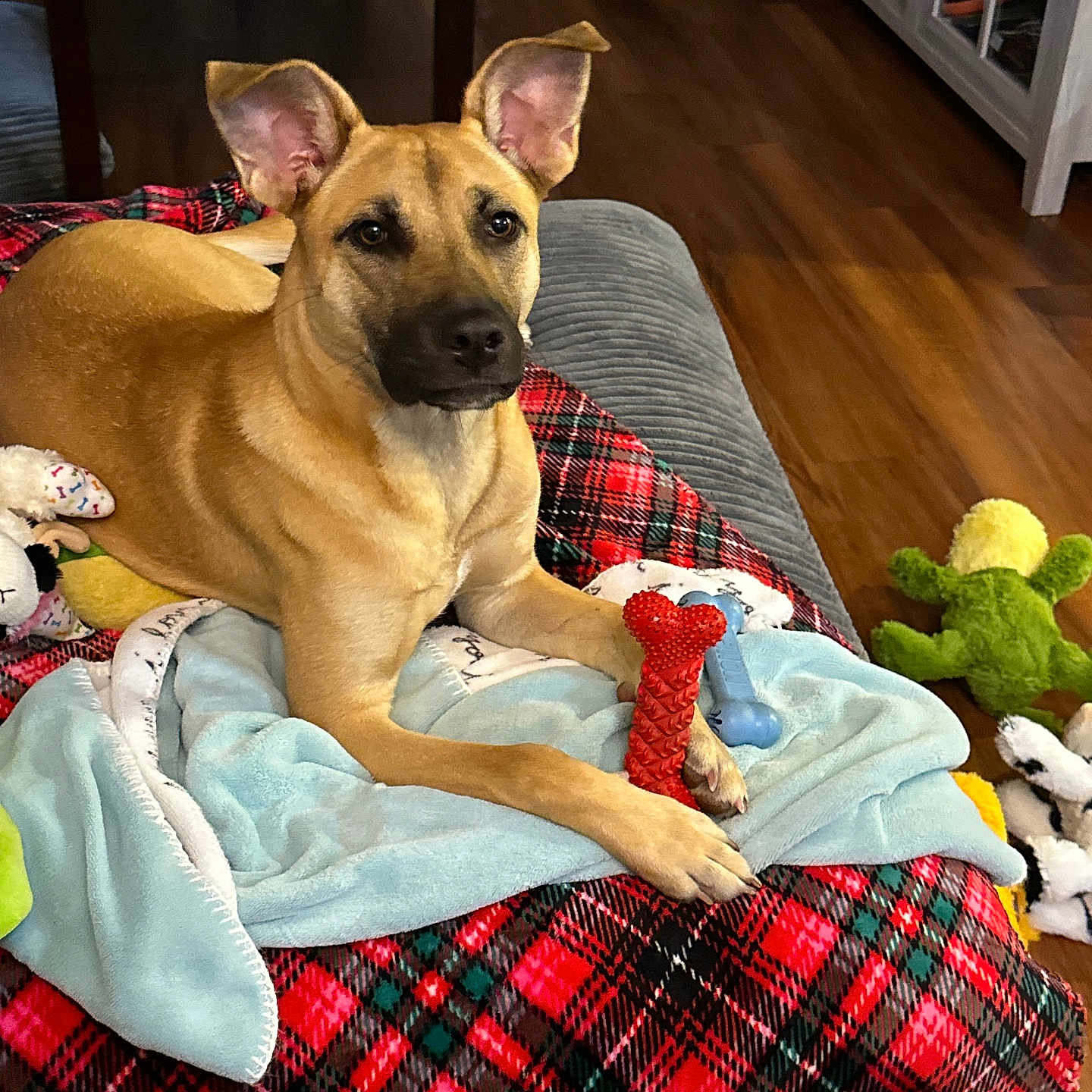 Bella joined the competition — help win amazing prizes! animal, blue_blanket, blue_bone_toy, comfort, couch, dog, dog_toy, ears, furniture, home_interior, indoor, living_room, paw, pet, plaid_blanket, red_bone_toy, relaxing, stuffed_toy, tan_dog, wooden_floor
