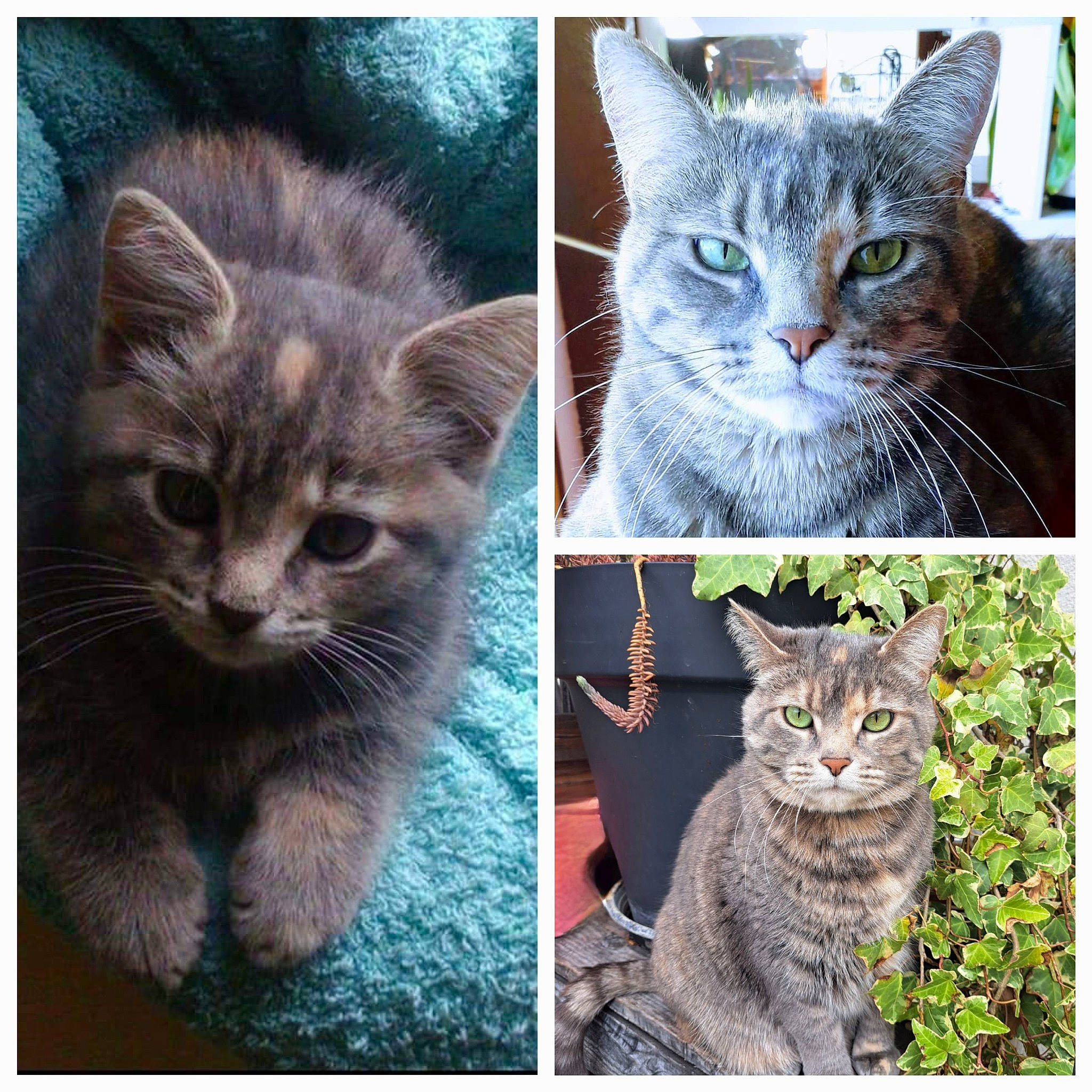 Shelby participe au concours pour gagner de l'argent avec cette photo : carnivore, cat, domestic_short_haired_cat, eye, facial_expression, felidae, fur, iris, mammal, organism, pattern, paw, photo_caption, small_to_medium_sized_cats, snout, tail, vertebrate, whiskers, wildlife, window