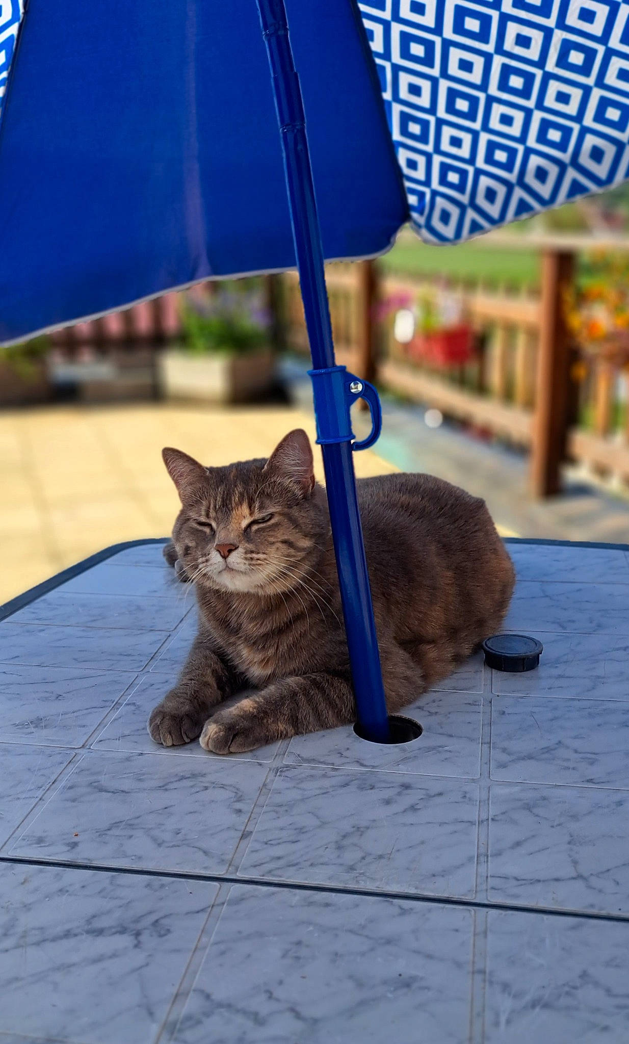 Shelby participe au concours pour gagner de l'argent avec cette photo : azure, carnivore, cat, domestic_short_haired_cat, electric_blue, fawn, felidae, fur, line, mammal, morning, road_surface, shade, shadow, small_to_medium_sized_cats, snout, tail, terrestrial_animal, vertebrate, whiskers