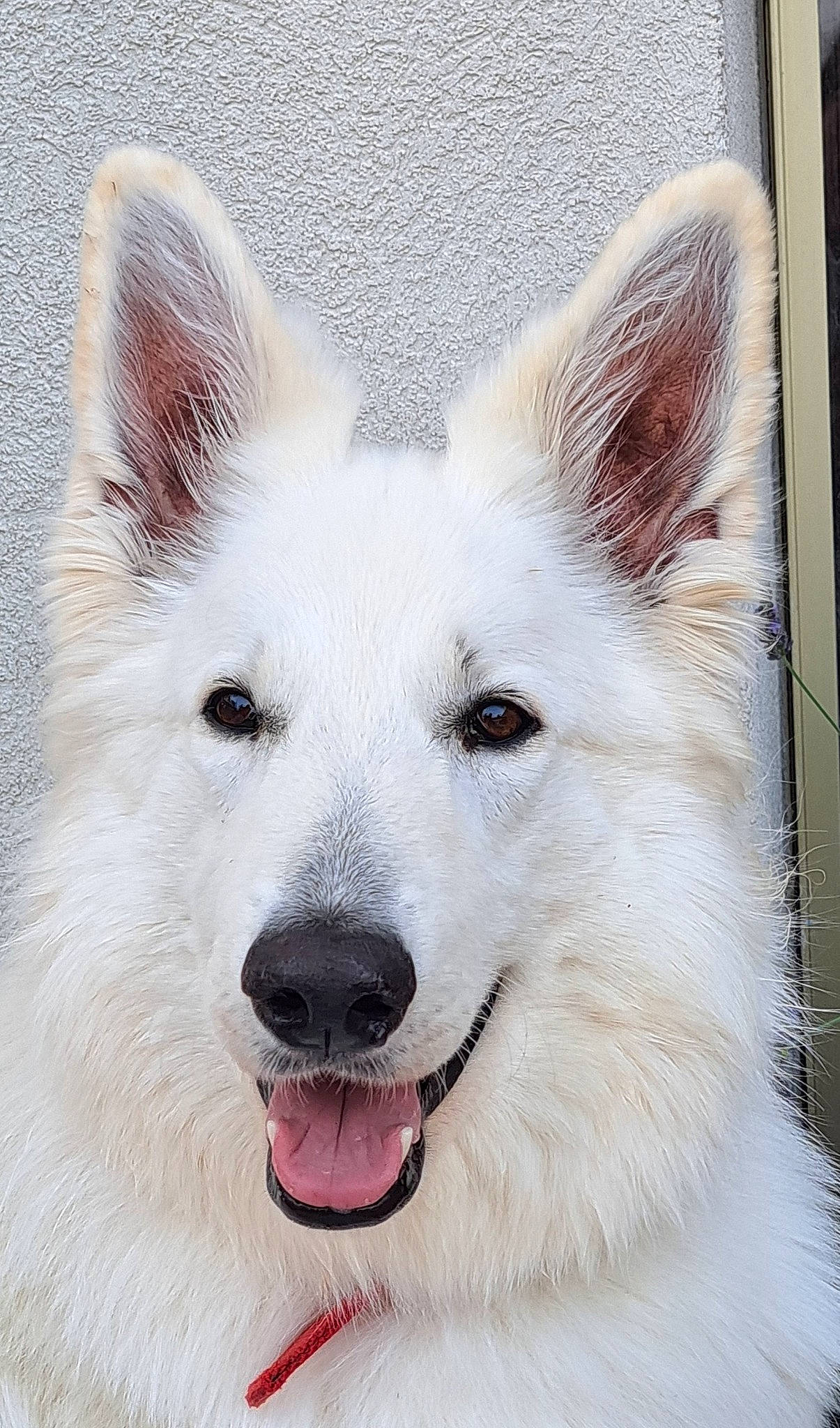 Rhéa participe au concours pour gagner de l'argent avec cette photo : ancient_dog_breeds, art, canidae, canis_lupus_tundrarum, carnivore, companion_dog, dog, dog_breed, fang, fur, jaw, non_sporting_group, pet_supply, snout, sporting_group, terrestrial_animal, whiskers, working_animal, working_dog