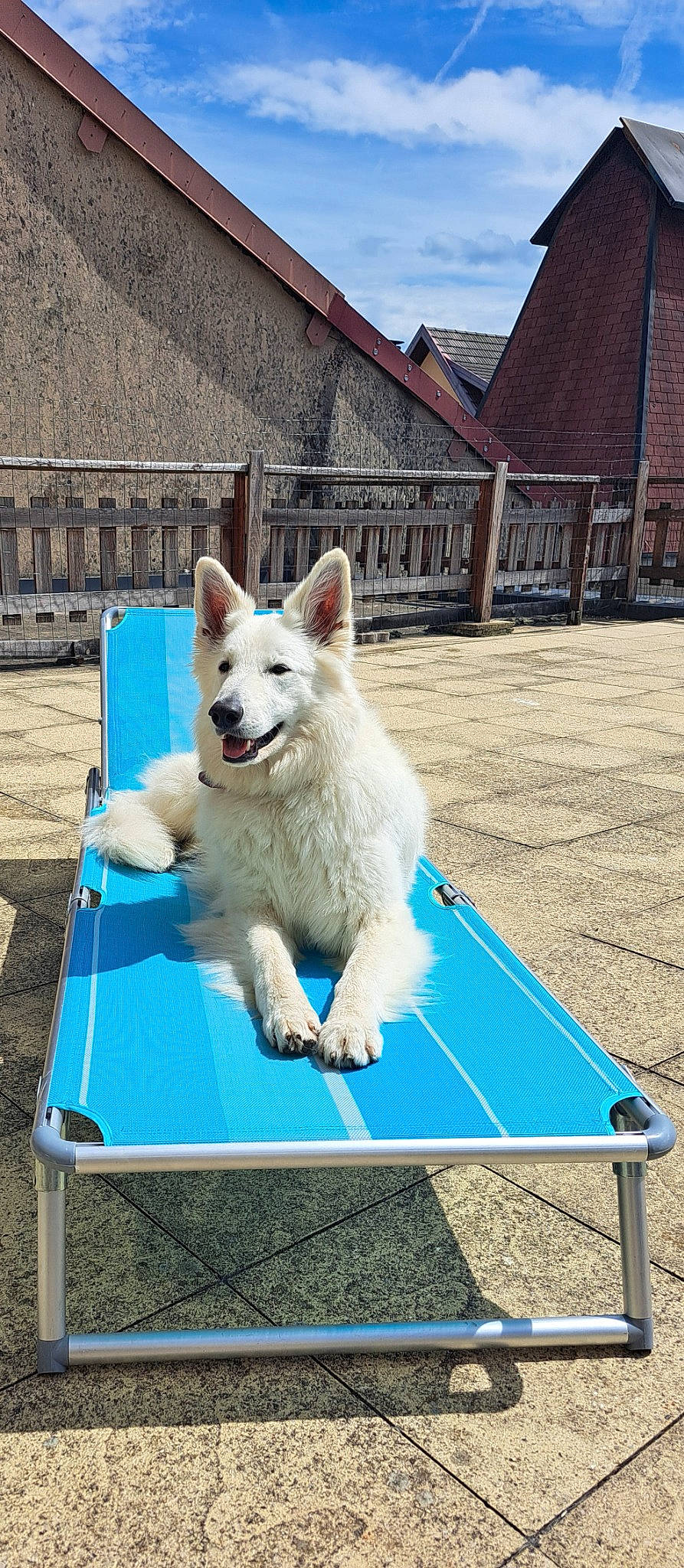 Rhéa a rejoint le concours — aidez-le/la à gagner de superbes lots ! ancient_dog_breeds, building, canidae, carnivore, cloud, companion_dog, dog, dog_breed, dog_supply, electric_blue, grass, herding_dog, leisure, non_sporting_group, sky, sporting_group, tail, working_dog