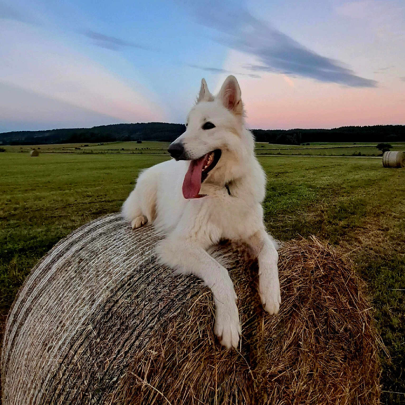 Lykos