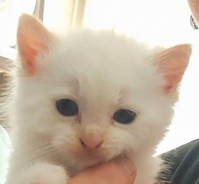 Shadow participe au concours pour gagner de l'argent avec cette photo : carnivore, cat, domestic_short_haired_cat, ear, fawn, felidae, fur, iris, paw, small_to_medium_sized_cats, snout, whiskers