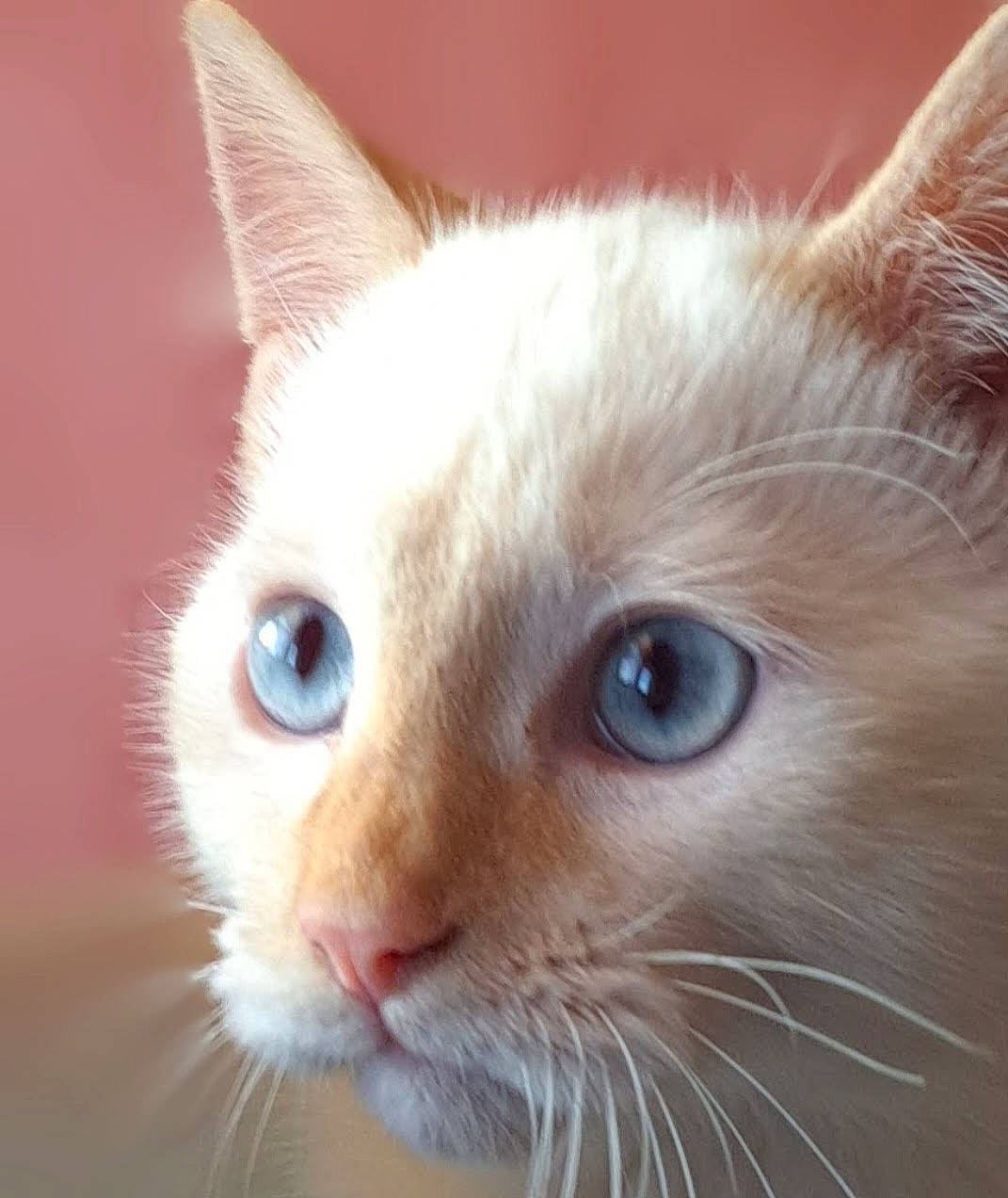 Shadow a rejoint le concours — aidez-le/la à gagner de superbes lots ! carnivore, cat, close_up, domestic_short_haired_cat, fawn, felidae, fur, iris, small_to_medium_sized_cats, snout, tail, terrestrial_animal, whiskers, window