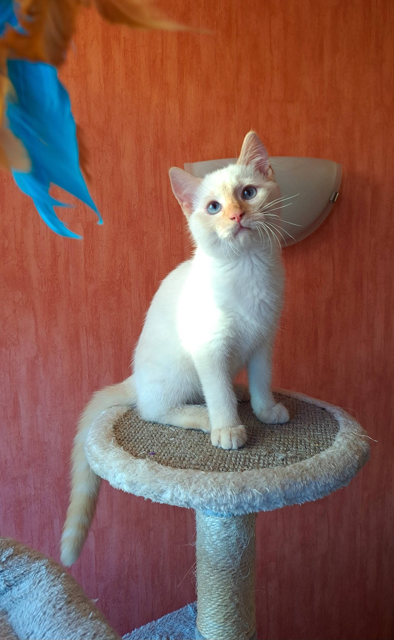 Shadow participe au concours pour gagner de l'argent avec cette photo : carnivore, cat, cat_supply, claw, creative_arts, domestic_short_haired_cat, fawn, felidae, fur, paw, sitting, small_to_medium_sized_cats, snout, tail, terrestrial_animal, whiskers, white, wood