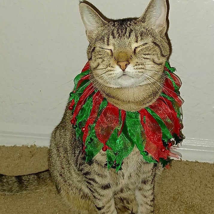 May is registered to the contest to win money with this photo: abyssinian, accessories, angora, animal, canine, cat, egyptiancat, flower, formalwear, grass, green, jewelry, kitten, manx, necklace, pet, plant, pottedplant, tie, toy