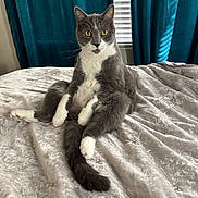 Blu is registered to the contest to win money with this photo: cat, gray_cat, white_paws, yellow_eyes, bed, blanket, velvet_texture, curtains, window_blinds, indoor, pet, animal, sitting, relaxed, fur, whiskers, tail, cozy, curious, home