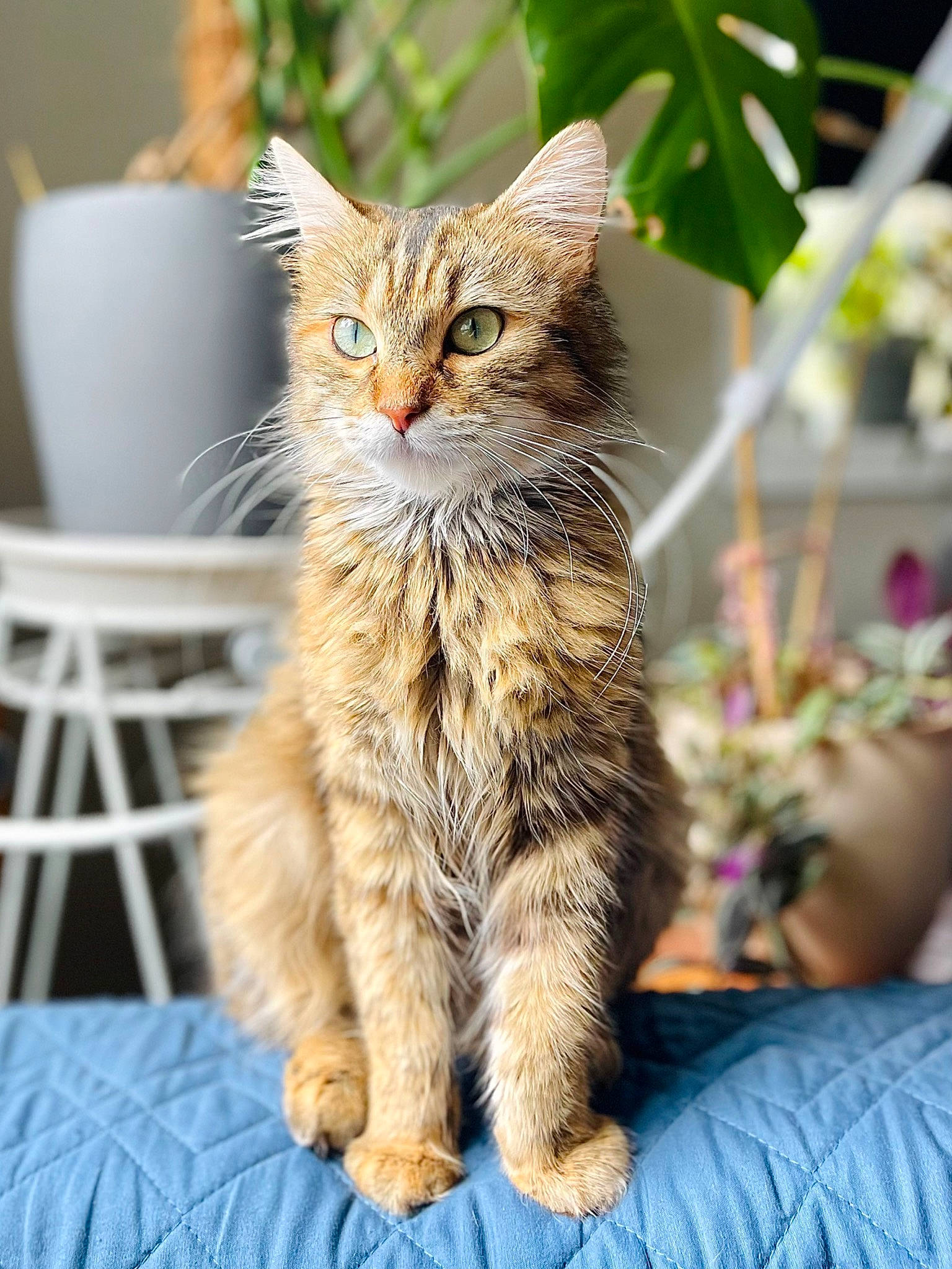 Gnocchi joined the competition — help win amazing prizes! carnivore, cat, chair, claw, domestic_short_haired_cat, fawn, felidae, flowerpot, fur, grass, houseplant, paw, plant, sitting, small_to_medium_sized_cats, snout, tail, terrestrial_animal, whiskers, wildlife