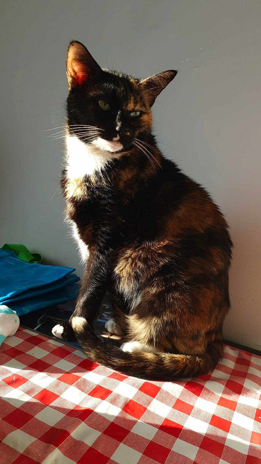 Lola