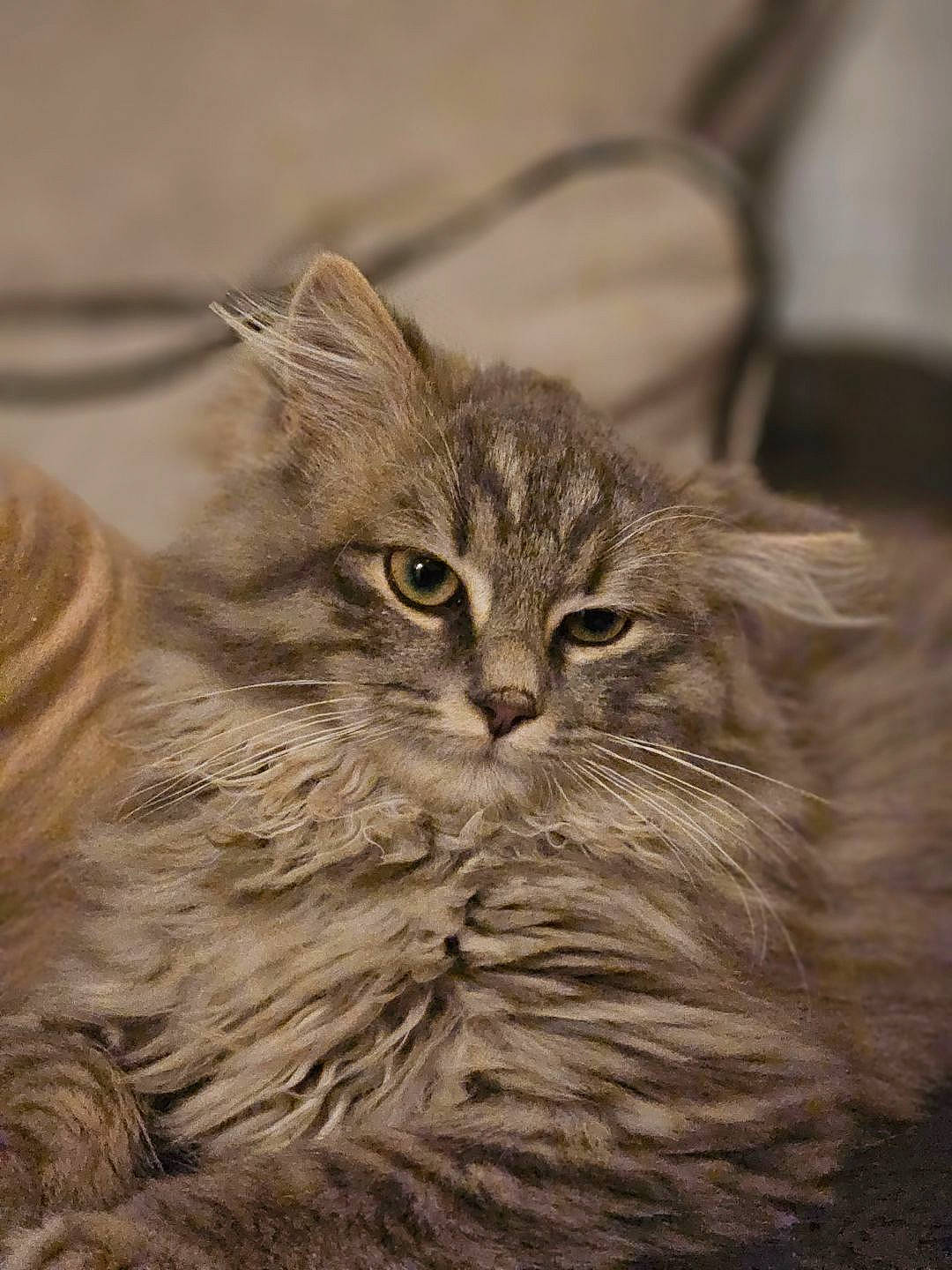 Rocket participe au concours pour gagner de l'argent avec cette photo : carnivore, cat, felidae, fur, hair, head, plant, small_to_medium_sized_cats, snout, terrestrial_animal, whiskers, wildlife