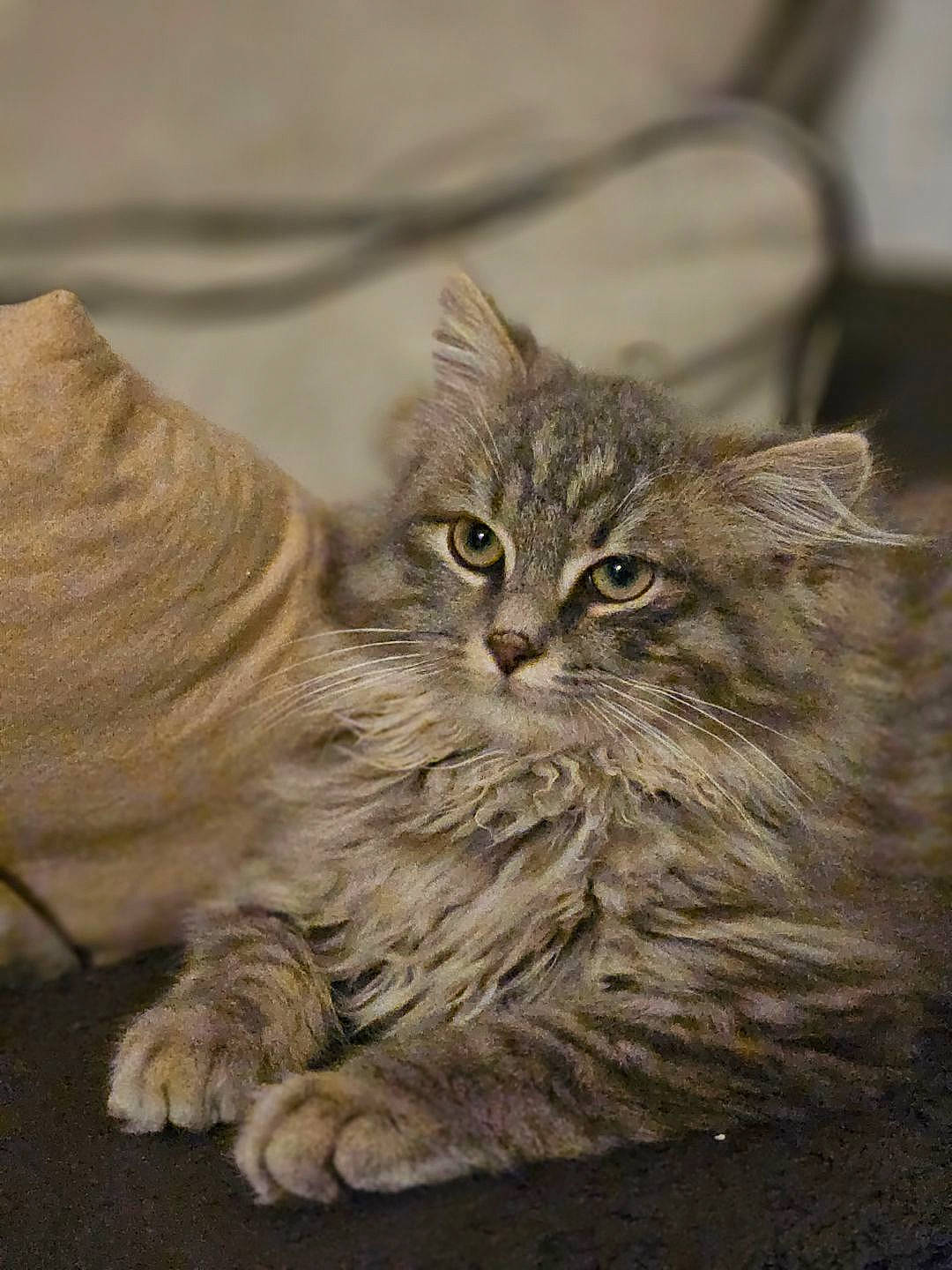 Rocket a rejoint le concours — aidez-le/la à gagner de superbes lots ! carnivore, cat, claw, domestic_short_haired_cat, felidae, fur, maine_coon, paw, small_to_medium_sized_cats, snout, terrestrial_animal, whiskers, wildlife, wood