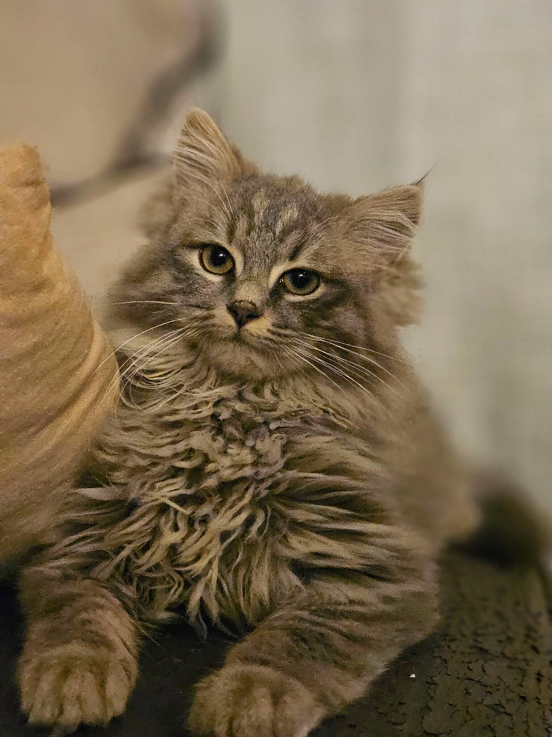 Rocket participe au concours pour gagner de l'argent avec cette photo : carnivore, cat, claw, close_up, domestic_short_haired_cat, eye, fawn, felidae, fur, grass, grey, monochrome, monochrome_photography, paw, sitting, small_to_medium_sized_cats, snout, terrestrial_animal, whiskers, wood
