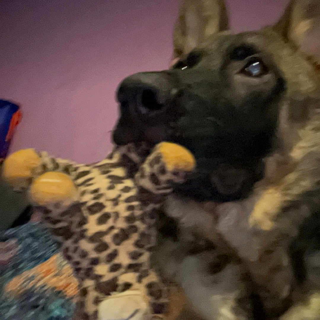Ozzy joined the competition — help win amazing prizes! animal, ball, bird, blanket, canine, dog, germanshepherd, homedecor, hound, husky, person, pet, policedog, puppy, sleeping, snout, sport, tennis, tennisball, toy