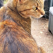 Tokyo participe au concours pour gagner de l'argent avec cette photo : abyssinian, angora, animal, architecture, armchair, brick, building, cat, chair, couch, cushion, furniture, homedecor, indoors, kitten, livingroom, manx, monkey, pet, room