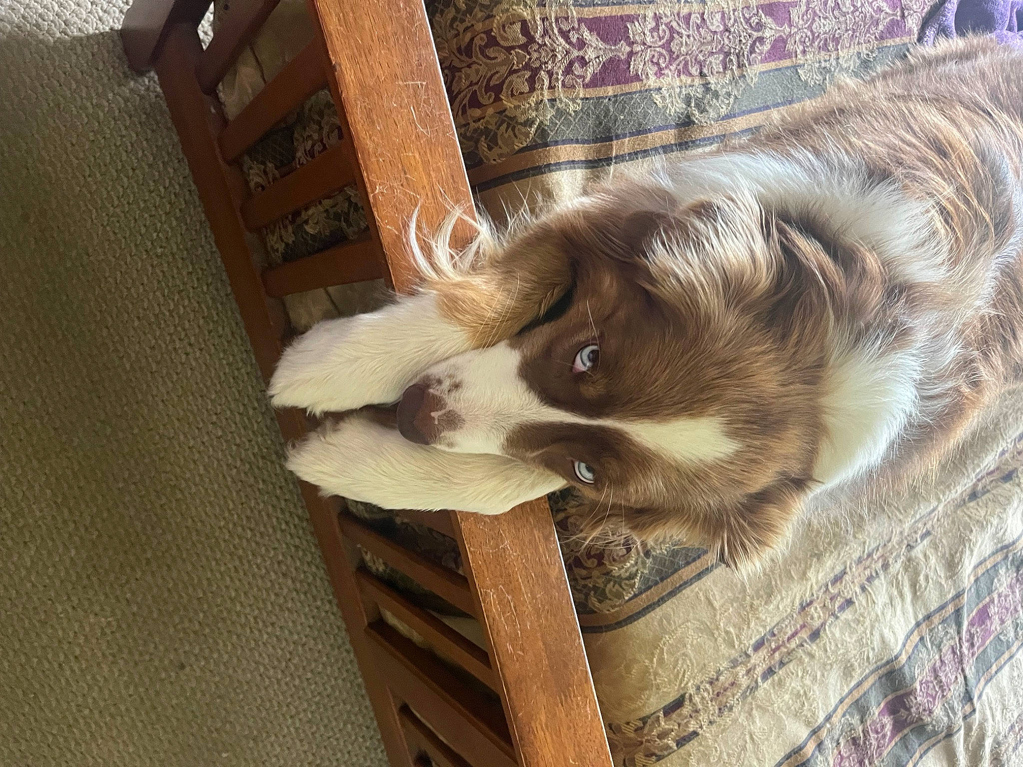 Katie joined the competition — help win amazing prizes! canidae, carnivore, companion_dog, dog, dog_breed, felidae, flooring, fur, hardwood, liver, paw, pet_supply, shipping_box, small_to_medium_sized_cats, snout, sporting_group, terrestrial_animal, whiskers, wood, working_animal