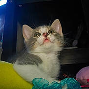 Brawn is registered to the contest to win money with this photo: kitten, cat, yellow_cushion, teal_scrunchie, pink_object, indoor, floor, fur, whiskers, ears, curious, pet, animal, small, young, looking_up, cute, resting, soft_light, shadow
