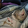 Brawn joined the competition — help win amazing prizes! kitten, sleeping, paw, fur, blanket, cozy, cute, resting, animal, pet, indoor, soft, closeup, tabby, whiskers, pink_paw_pads, relaxation, warm, snuggled, young