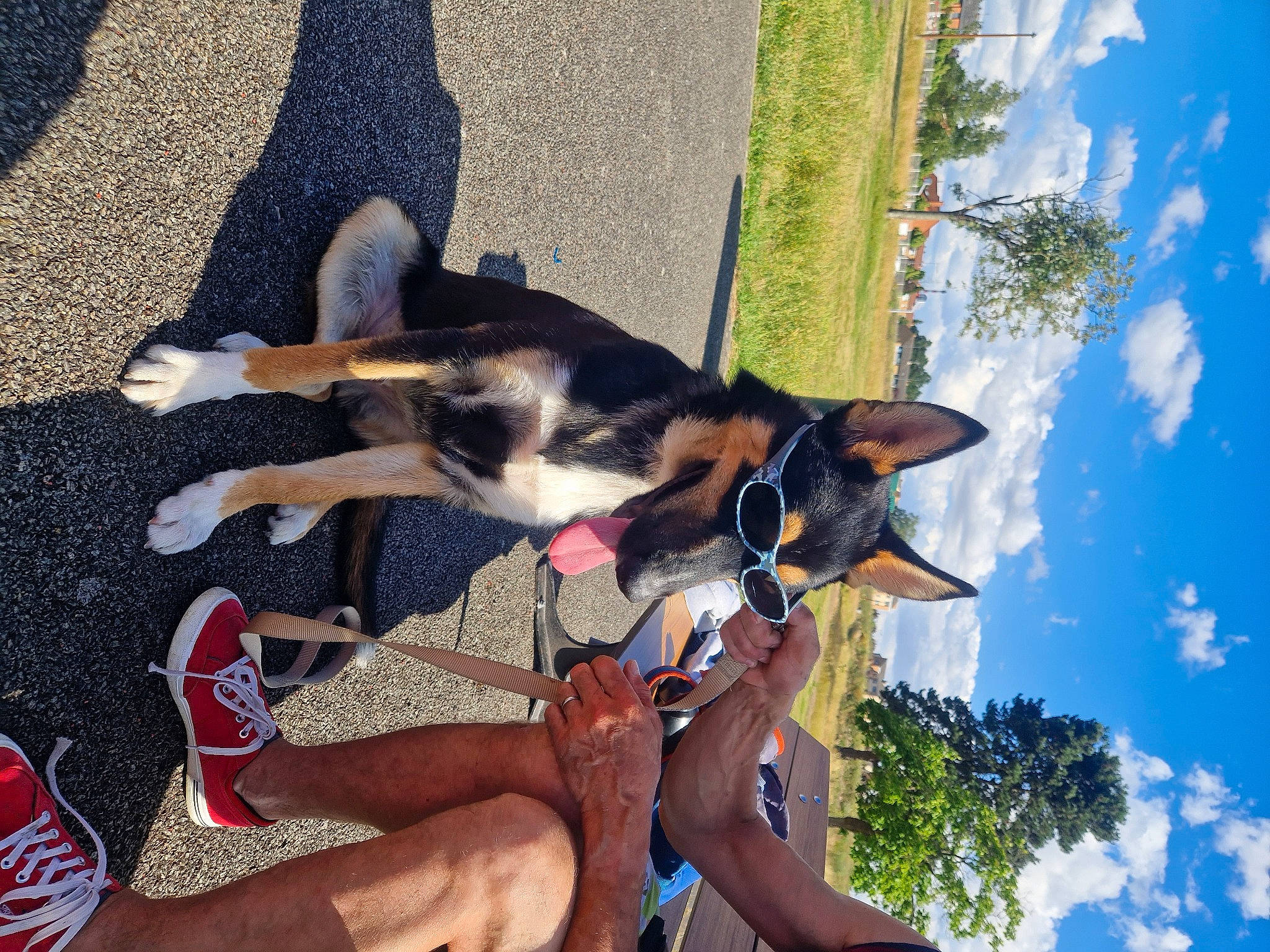 Kimi a rejoint le concours — aidez-le/la à gagner de superbes lots ! blue, carmine, carnivore, cloud, companion_dog, dog, dog_breed, foot, happy, human_leg, lap, leisure, people_in_nature, plant, recreation, sky, thigh, travel, tree, working_animal