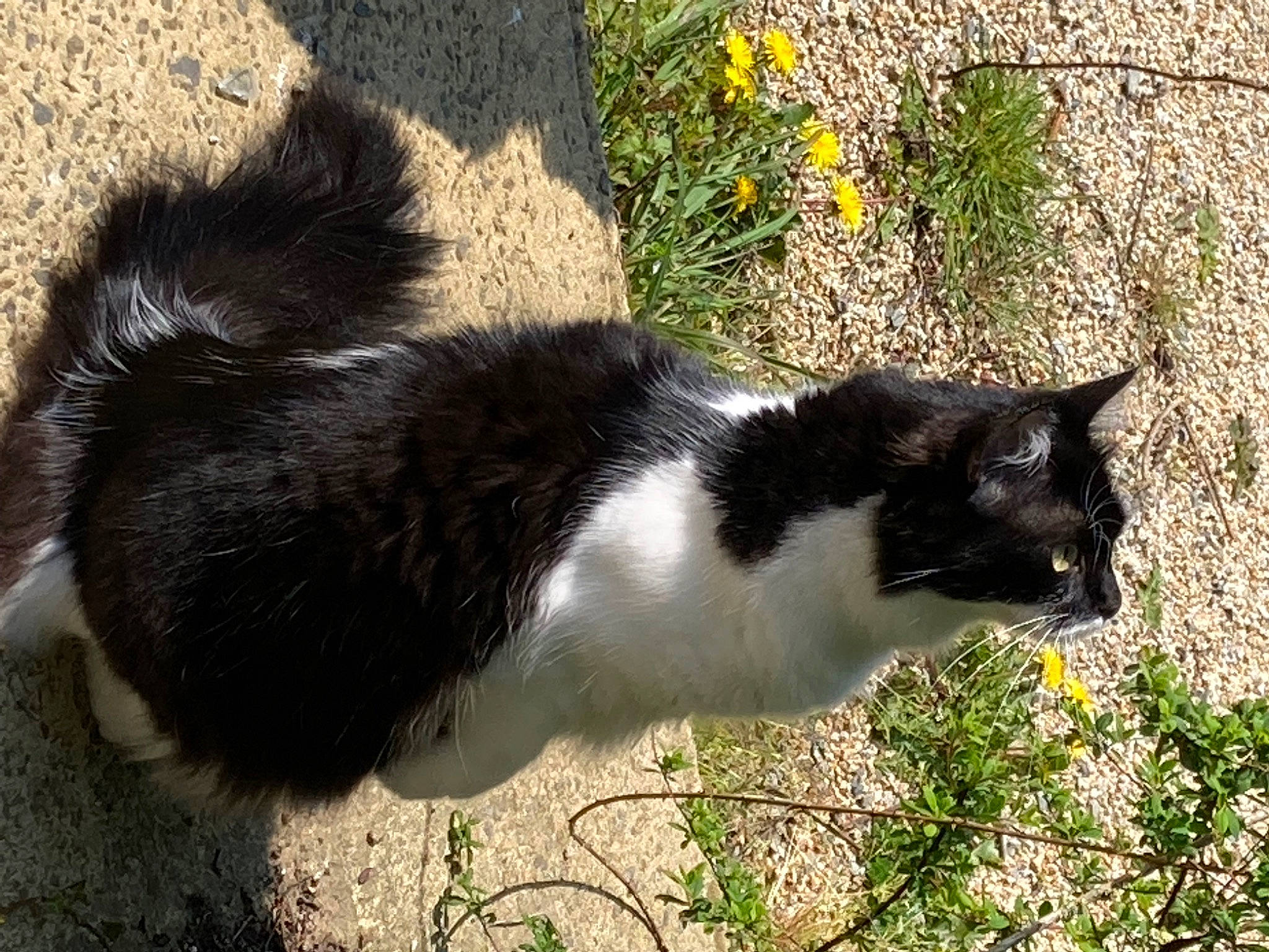 Coquillette participe au concours pour gagner de l'argent avec cette photo : carnivore, cat, domestic_short_haired_cat, felidae, fur, grass, plant, shadow, small_to_medium_sized_cats, snout, tail, terrestrial_animal, whiskers