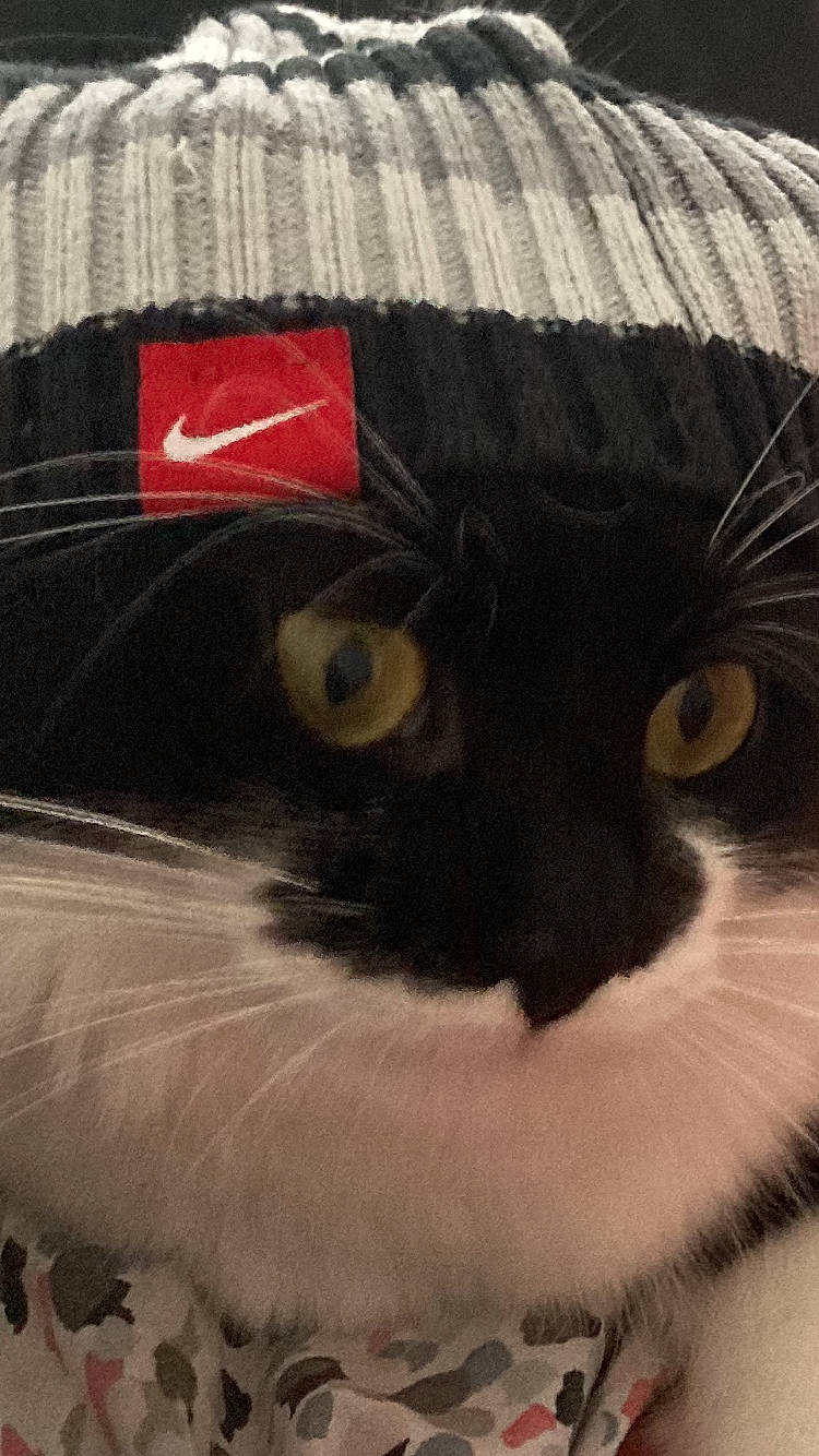 Coquillette participe au concours pour gagner de l'argent avec cette photo : bag, box, cardboard, carnivore, carton, cat, comfort, domestic_short_haired_cat, felidae, fur, iris, packaging_and_labeling, paper, paper_bag, paper_product, shipping_box, small_to_medium_sized_cats, snout, whiskers, wood