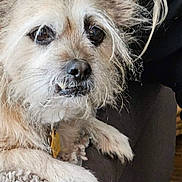 C.j is registered to the contest to win money with this photo: dog, pet, animal, fur, blanket, indoor, closeup, face, paw, cute, companion, relaxed, furry, portrait, domestic, canine, home, resting, scruffy, underbite