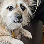 animal, blanket, canine, closeup, companion, cute, dog, domestic, face, fur, furry, home, indoor, paw, pet, portrait, relaxed, resting, scruffy, underbite
