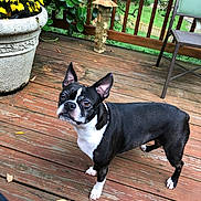 Stella is registered to the contest to win money with this photo: dog, boston_terrier, pet, animal, outdoor, wooden_deck, plant, flower_pot, yellow_flowers, greenery, fence, chair, leaves, curious, standing, ears_up, alert, brown_wood, nature, daylight