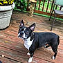 dog, boston_terrier, pet, animal, outdoor, wooden_deck, plant, flower_pot, yellow_flowers, greenery, fence, chair, leaves, curious, standing, ears_up, alert, brown_wood, nature, daylight