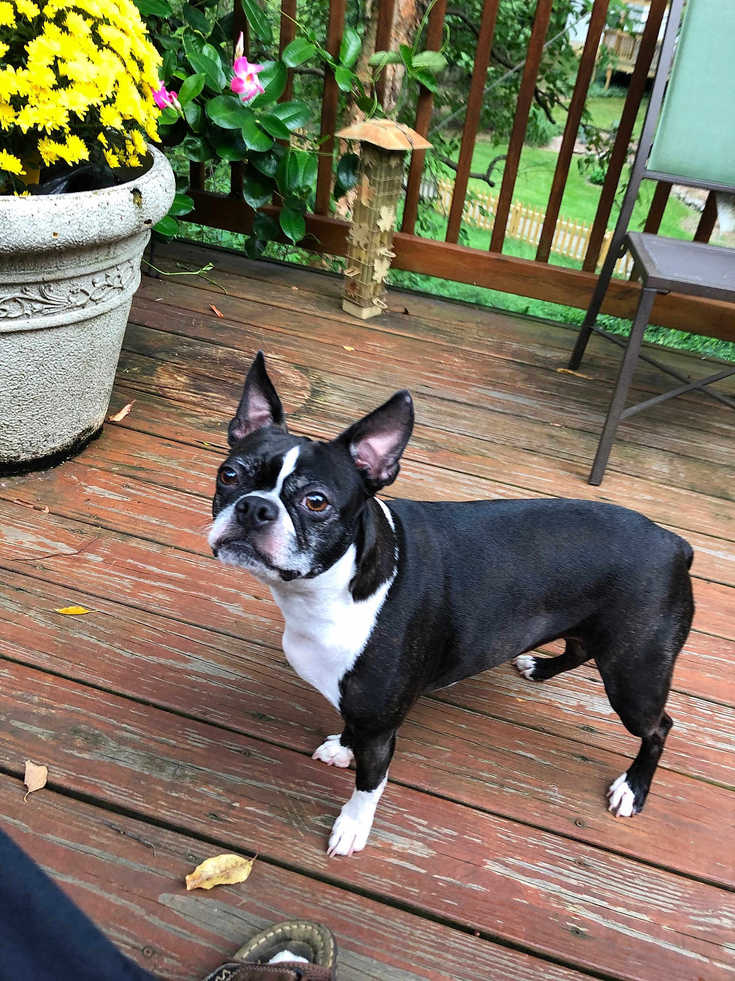 Stella is registered to the contest to win money with this photo: dog, boston_terrier, pet, animal, outdoor, wooden_deck, plant, flower_pot, yellow_flowers, greenery, fence, chair, leaves, curious, standing, ears_up, alert, brown_wood, nature, daylight
