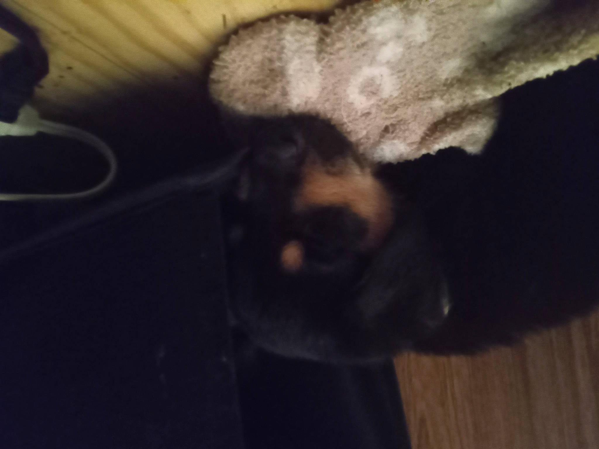 Tank is registered to the contest to win money with this photo: claw, cloud, comfort, darkness, dog_breed, felidae, flooring, foot, fur, hardwood, paw, sky, small_to_medium_sized_cats, tail, tints_and_shades, whiskers, wood