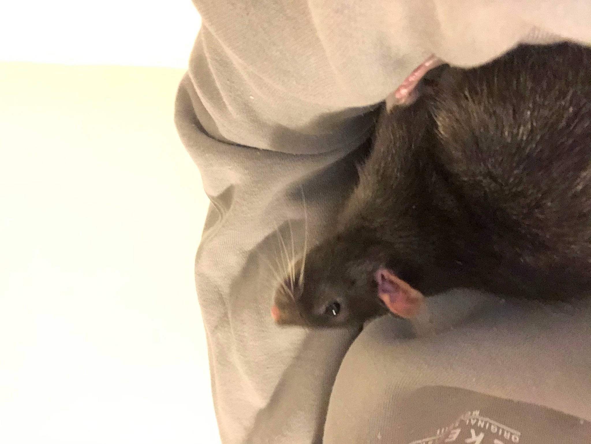 Lucky joined the competition — help win amazing prizes! fur, mouse, muridae, muroidea, neck, pest, rat, rodent, snout, tail